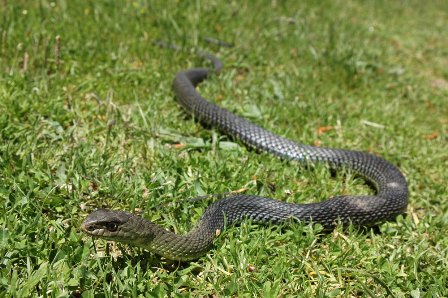 Cobras e serpentes o que fazer?