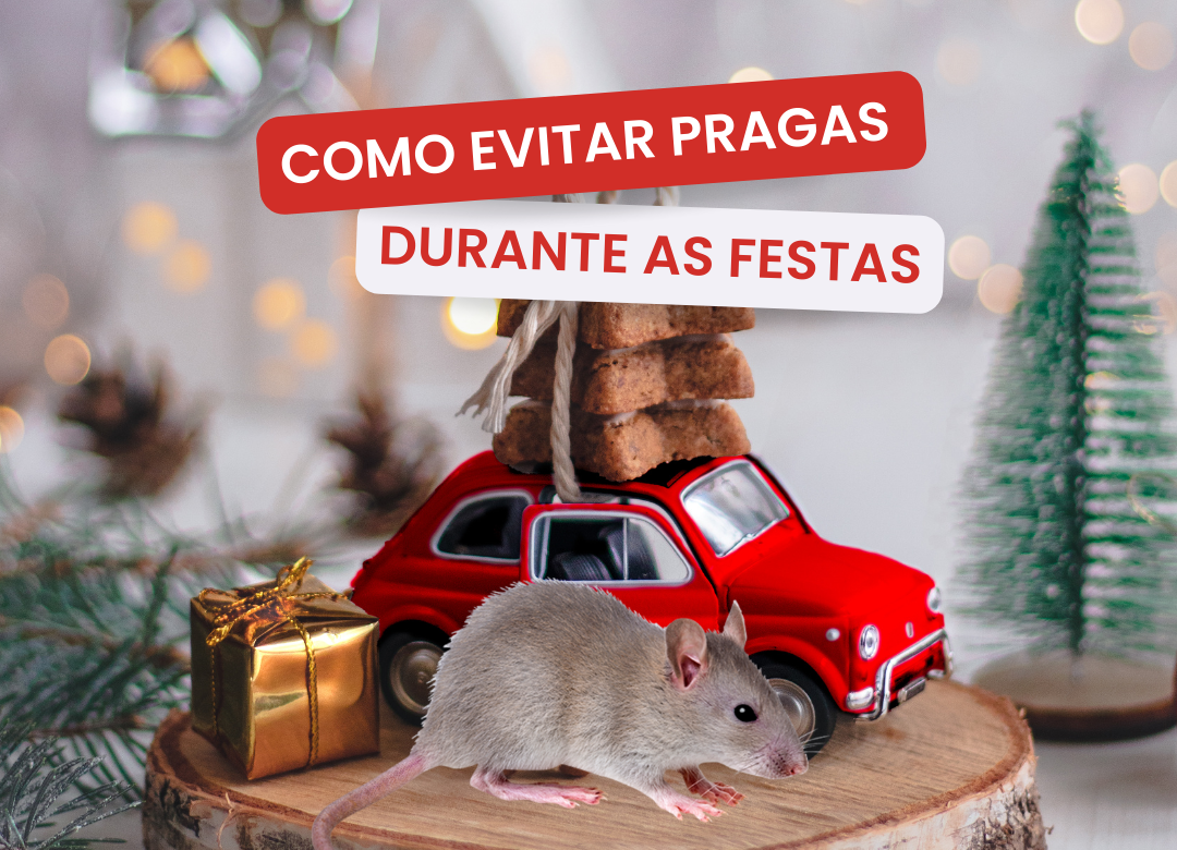 Pragas durante as festas