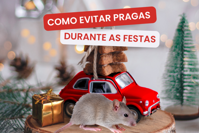 Pragas durante as festas