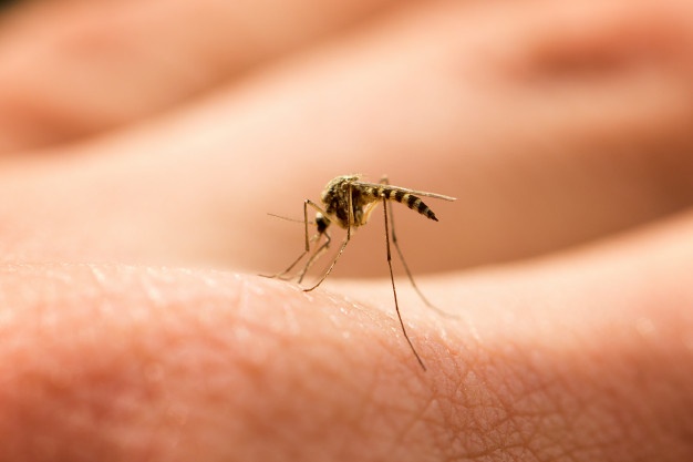 Desfrute do Verão, sem mosquitos!