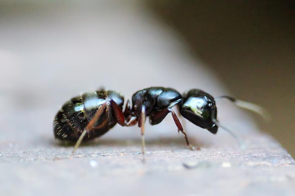 Formigas: Curiosidades sobre este pequeno inseto