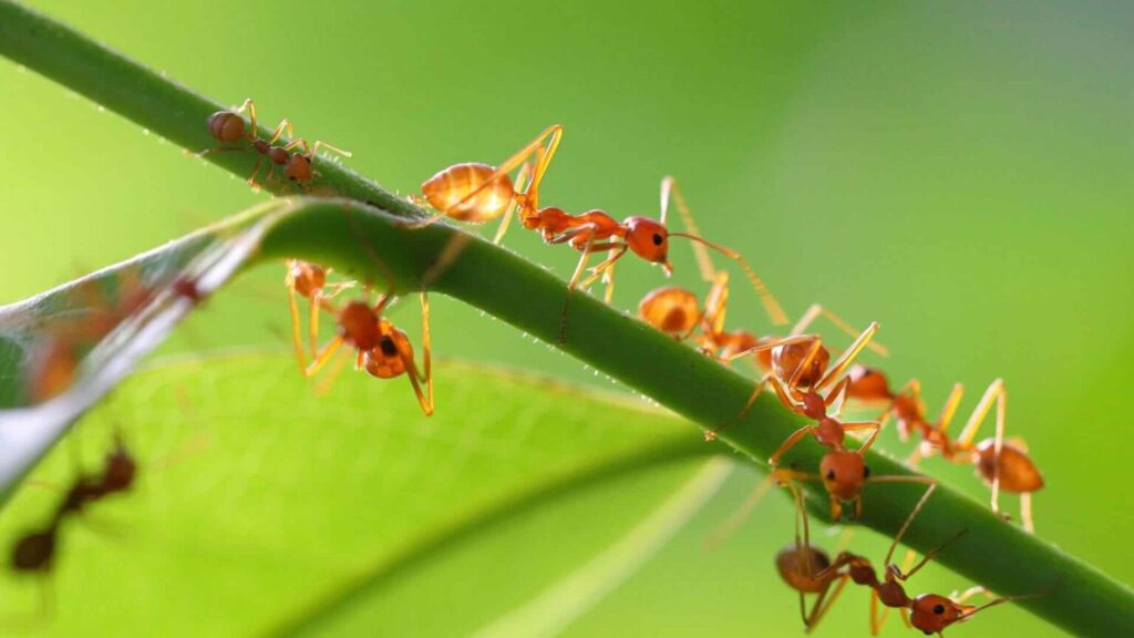 O perigo das formigas
